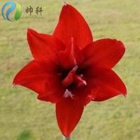 荷兰朱顶红奇趣植物洋仙种球套装花卉绿植双龙