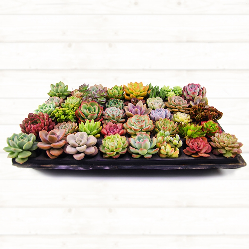 回固40颗多肉清棚小贵货老桩超大组合一筐一拍植物生石花组合盆栽