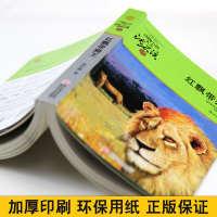 正版 动物小说大王沈石溪品藏书系红飘带狮王 儿童书8-10-12周岁儿童文学三四五六年级小学生课外阅读故事书正版书籍