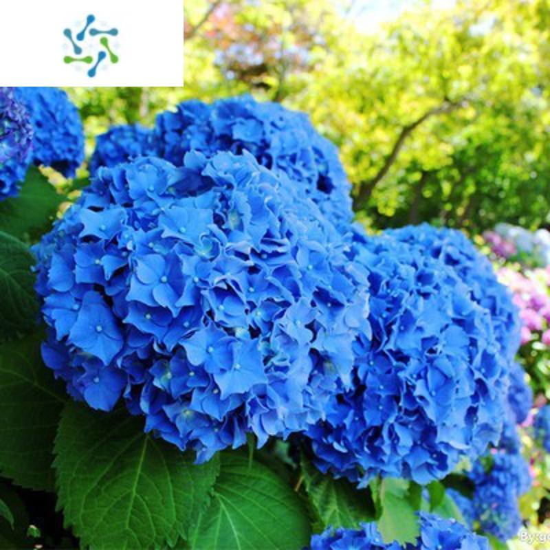 三维工匠苗植物无尽夏好养的花四季开花不断盆栽花卉植物室内易养活