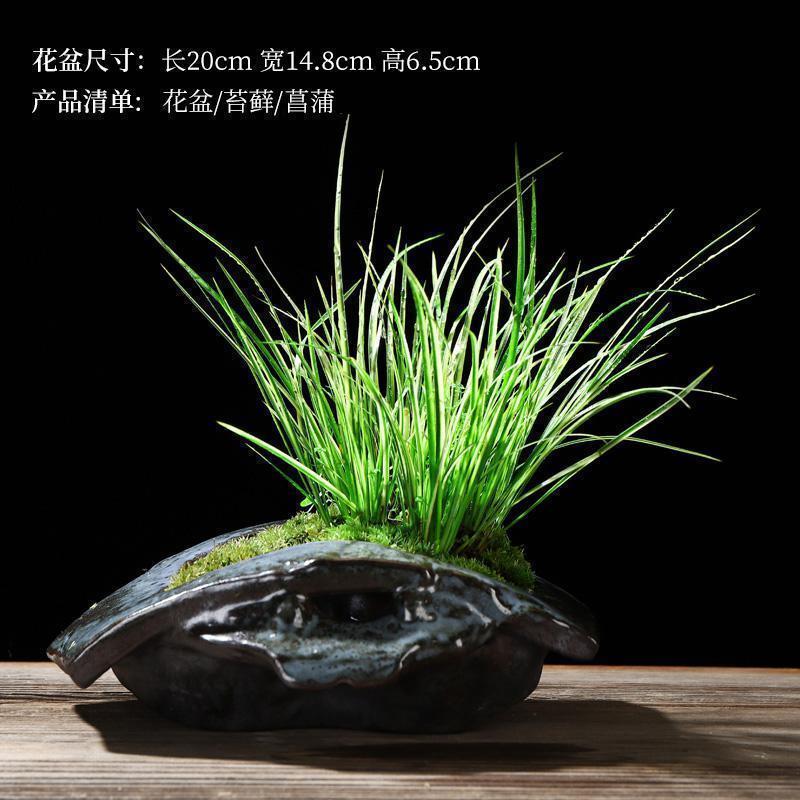美帮汇禅创意陶瓷花盆简约个性金边菖蒲室内盆栽植物景观盆景办公室摆设高清大图