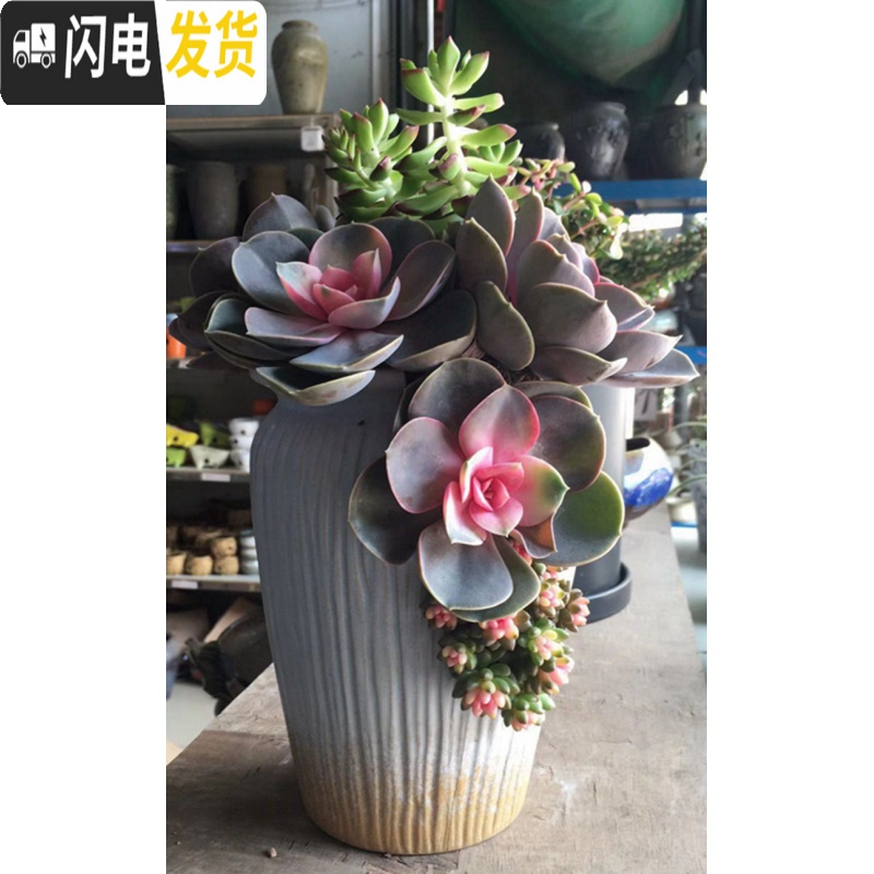 三维工匠创意大号特色划开口缺破口盆老桩植物多肉花盆陶瓷批发 中大号多肉盆 中等花盆容器高清大图