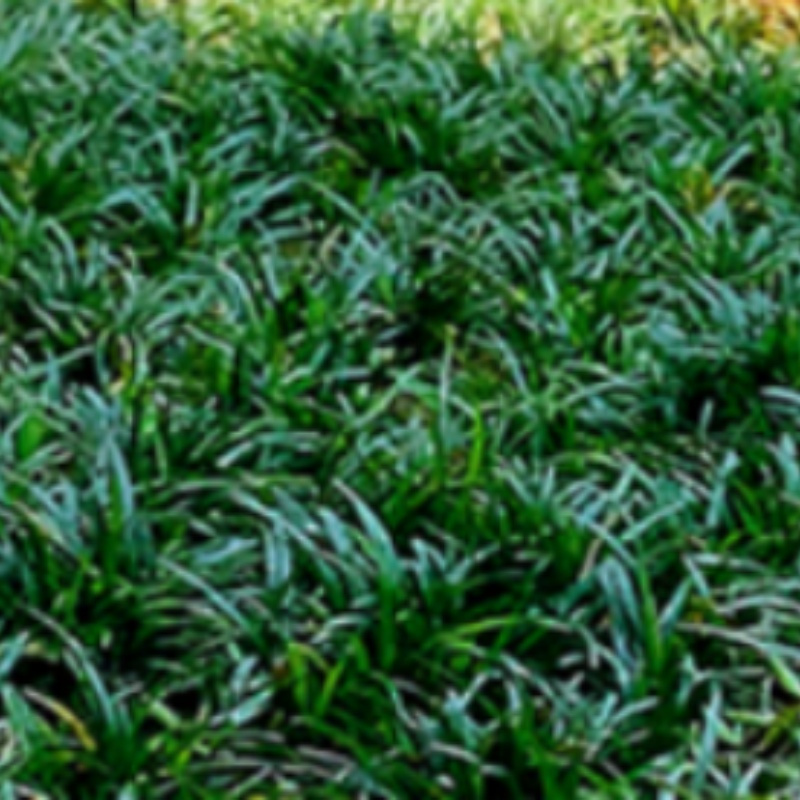 百年九竹劳保安防树苗报价_参数_图片_视频_怎么样_问答-苏宁易购