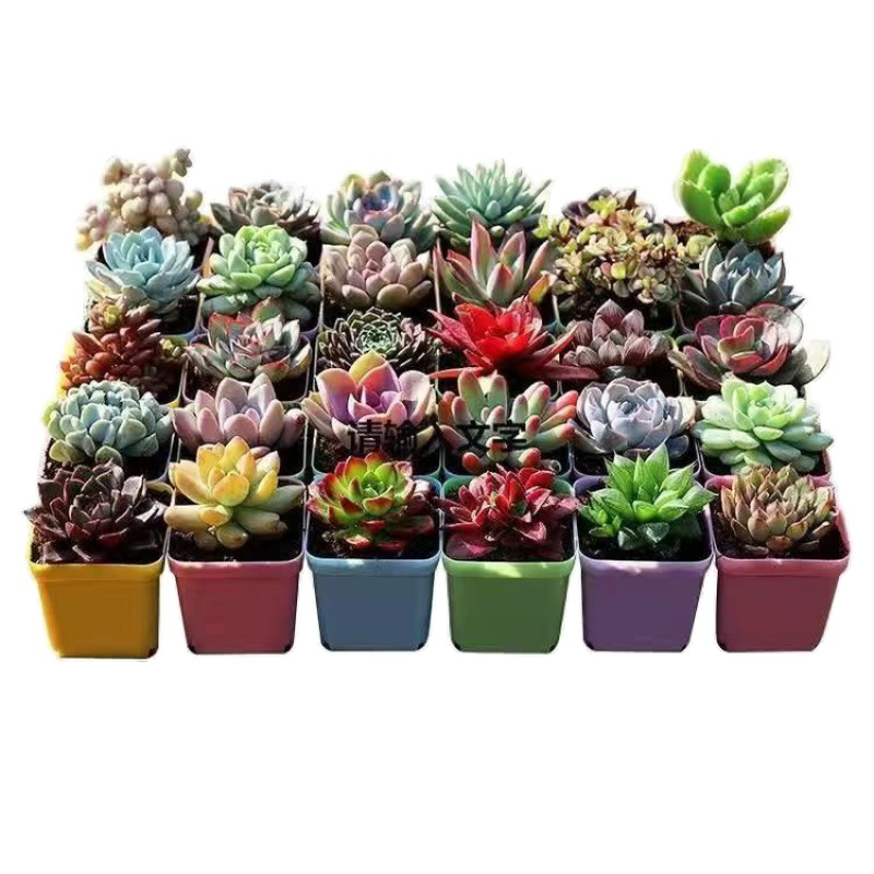 厂家直销多肉植物红宝石绿植花卉盆栽室内易活好养批发套餐组合报价 参数 图片 视频 怎么样 问答 苏宁易购