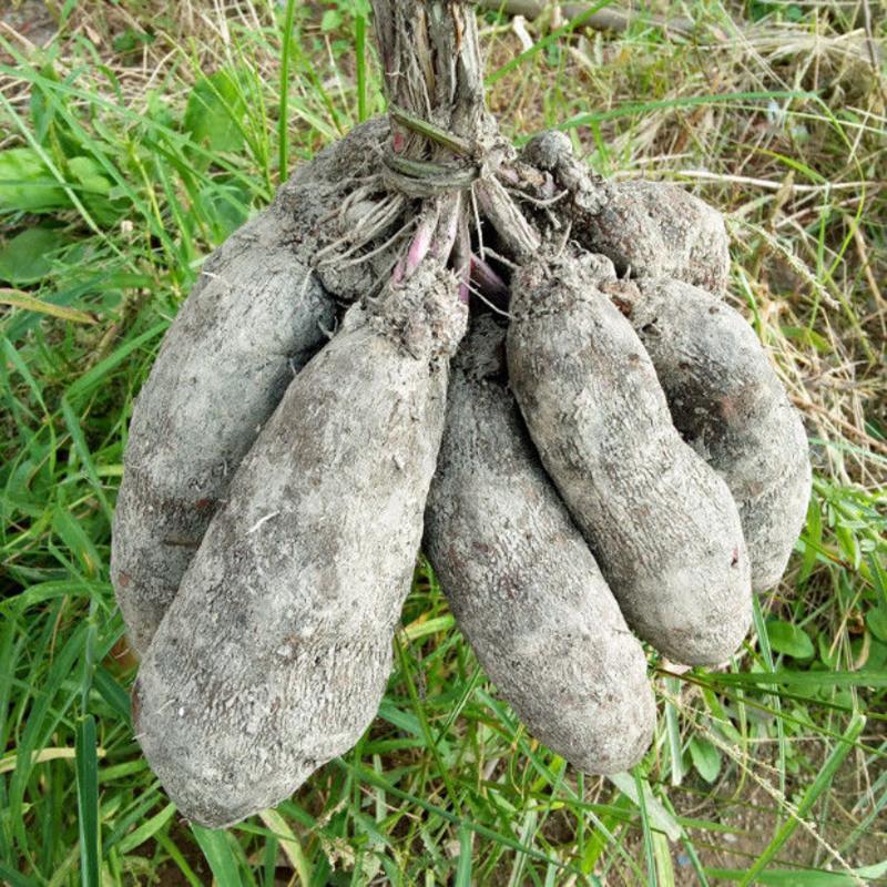 赛卡伊新鲜现挖紫山药大薯毛薯脚板薯当季紫玉淮山江西农家蔬菜5