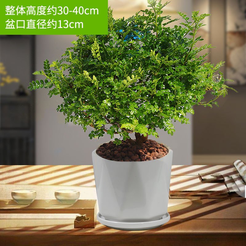茉莉花苗盆栽带花苞九里香老桩驱蚊花卉植物室内浓香四季开花好养