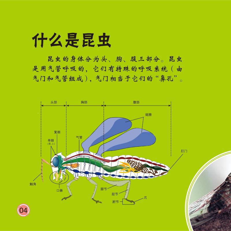 醉染图书昆虫9787531579311高清大图