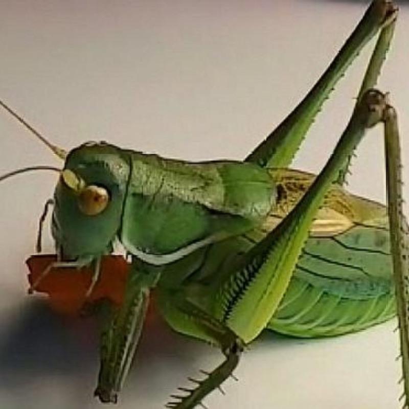 蝈蝈笼1个蝈蝈活虫铁皮蝈蝈山东特产扎嘴绿蝈蝈夏蝈蝈过冬蝈蝈鸣虫