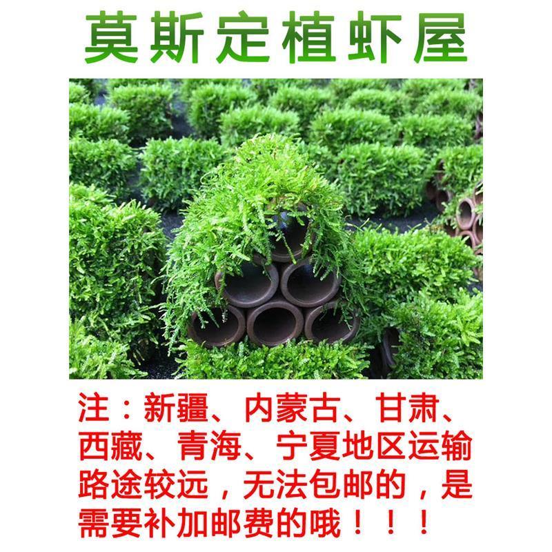 莫斯半圆 虾洞莫斯虾窝水族孵化罐小鱼躲避洞莫斯沉木养殖茂盛莫斯造景摆件