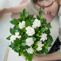 大盆栀子花+简易盆 【大盆栀子花带花苞发货】栀子花盆栽室内花卉绿植水培除甲醛植物