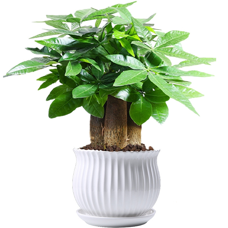 林下春雪发财树小盆栽花卉绿植物办公室内绿萝文竹水培发财树好养