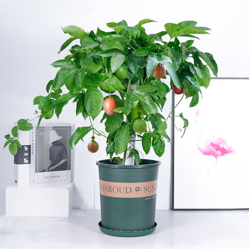 简弗鲜花绿植百香果苗爬藤百香果黄金百香果树苗鸡蛋果苗紫香一号广东广西台农 价格图片品牌报价 苏宁易购花之语农资拼购店