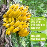 [五个农民]菲律宾进口月牙香蕉 带箱4斤约12根新鲜水果顺丰速运