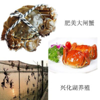 【蟹赟】大闸蟹1688型鲜活实物高端礼盒 公4.8~5.0两/只 母3.8~4.0两/只 4对 8只螃蟹 去绳净重
