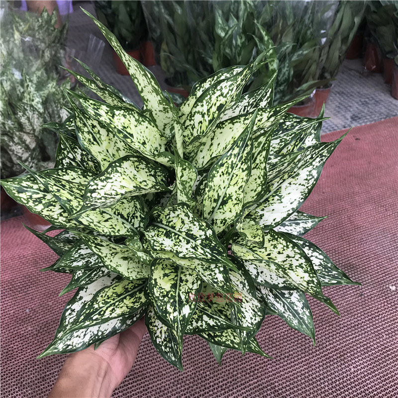 凡缘 绿植