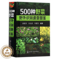 【醉染正版】500种野菜野外识别速查图鉴 生活百科书籍 野生植物花草识别图解书籍 认识身边常见植物随身掌中宝图书掌
