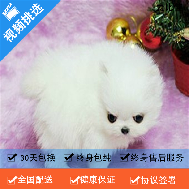 麦比佳 纯种哈多利系球体博美犬活体动物 茶杯博美犬 日系俊杰双血统长不大的茶杯狗白色博美犬 赛级博美犬活体狗狗纯种博美犬高清大图