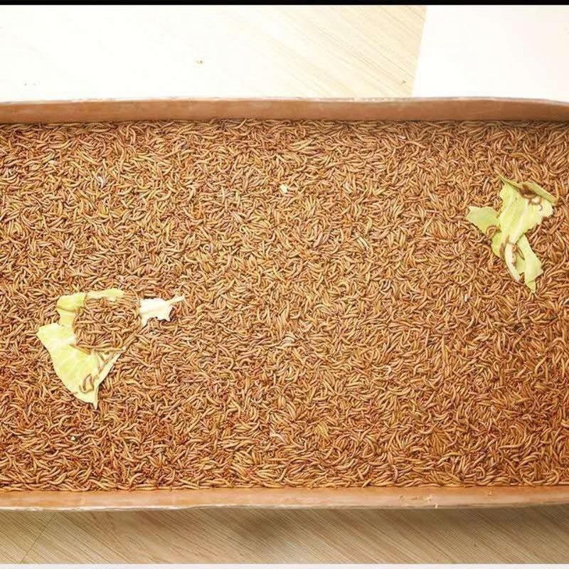 面包虫黄粉虫活虫鲜活虫种虫金龙鱼仓鼠蜥蜴画眉鸟饲料100条2.5cm 面包虫黄粉虫活虫鲜活虫种虫金龙鱼仓鼠蜥蜴画眉鸟饲料