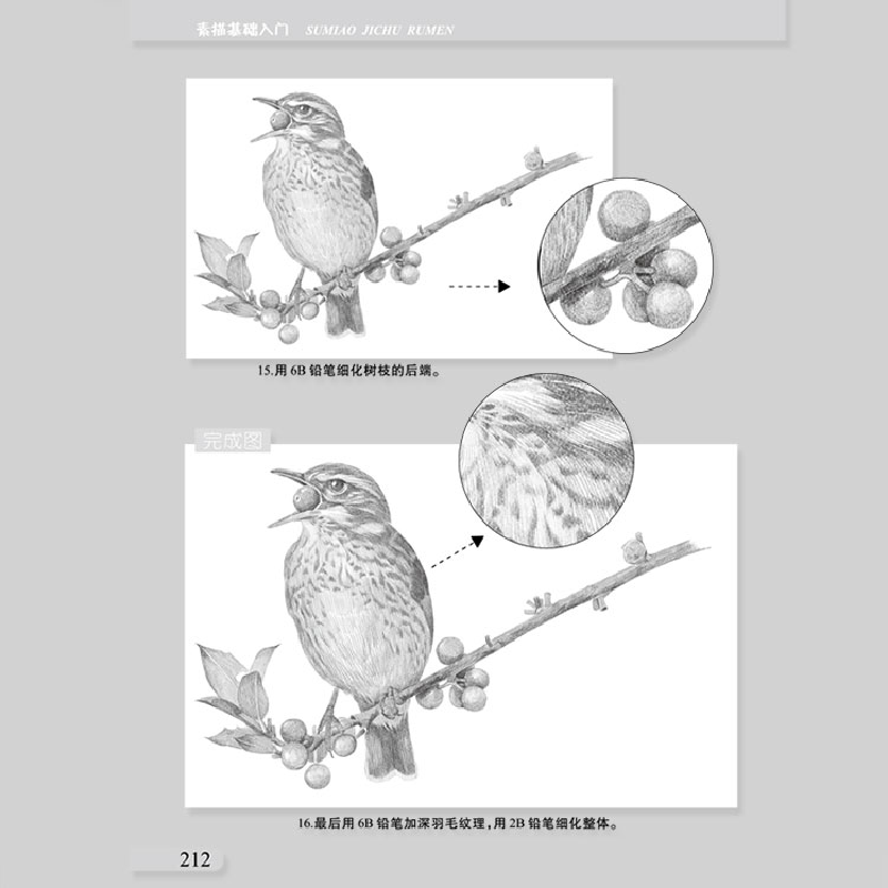 正版新书]素描基础入门--花鸟七彩绘工作室 绘9787531483175高清大图