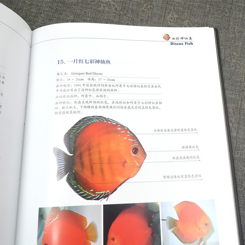 正版书籍 热带鱼品鉴书籍 名贵热带观赏鱼品鉴 龙鱼文化发展历史 花罗汉鱼血鹦鹉鱼 七彩神仙鱼 淡水魟鱼饲养方法养殖技