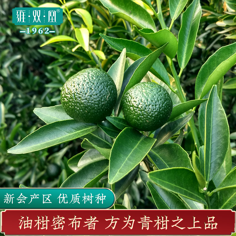 雍双堂 新会小青柑 云南五年宫廷普洱熟茶 生晒10天 250g 柑香祥云高清大图