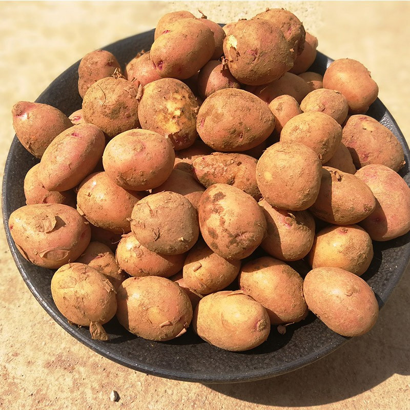 10斤(乒乓球大小) 云南小土豆 新鲜红皮黄心土豆马铃薯洋芋