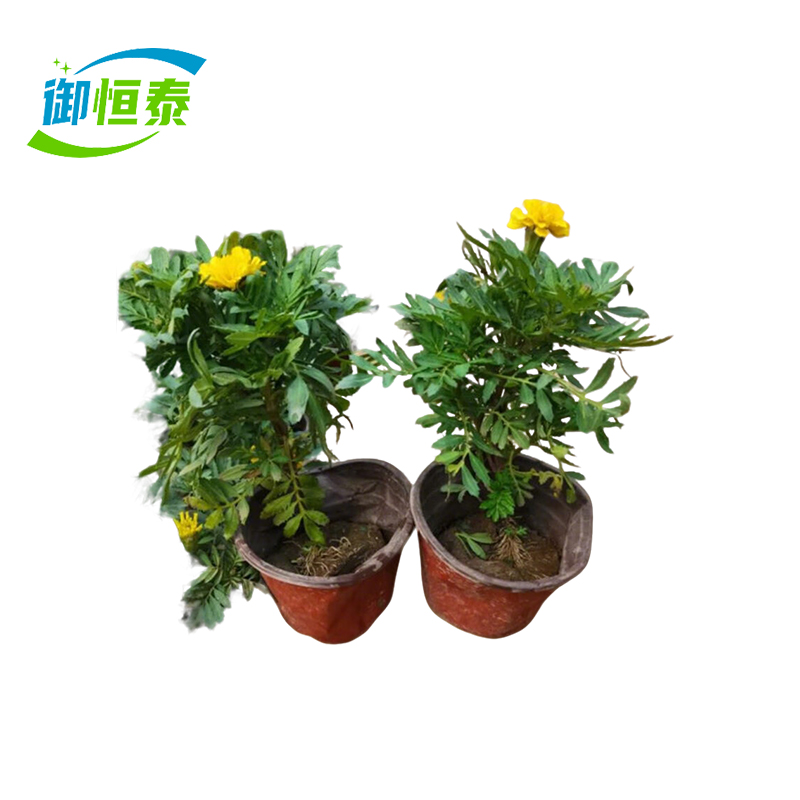 御恒泰 万寿菊 黄色 束高清大图