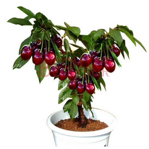 买二送一樱桃树苗盆栽矮化果树苗木冬季耐寒南北方果苗美国车厘子