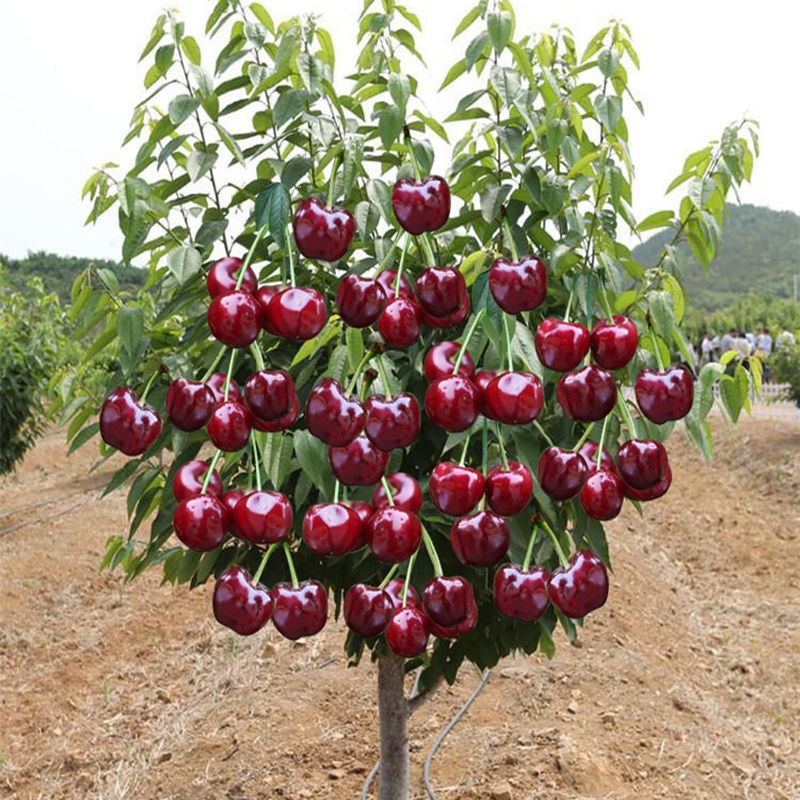 特大车厘子树苗樱桃树苖盆栽地栽南方北方庭院种植果树苗樱桃成活