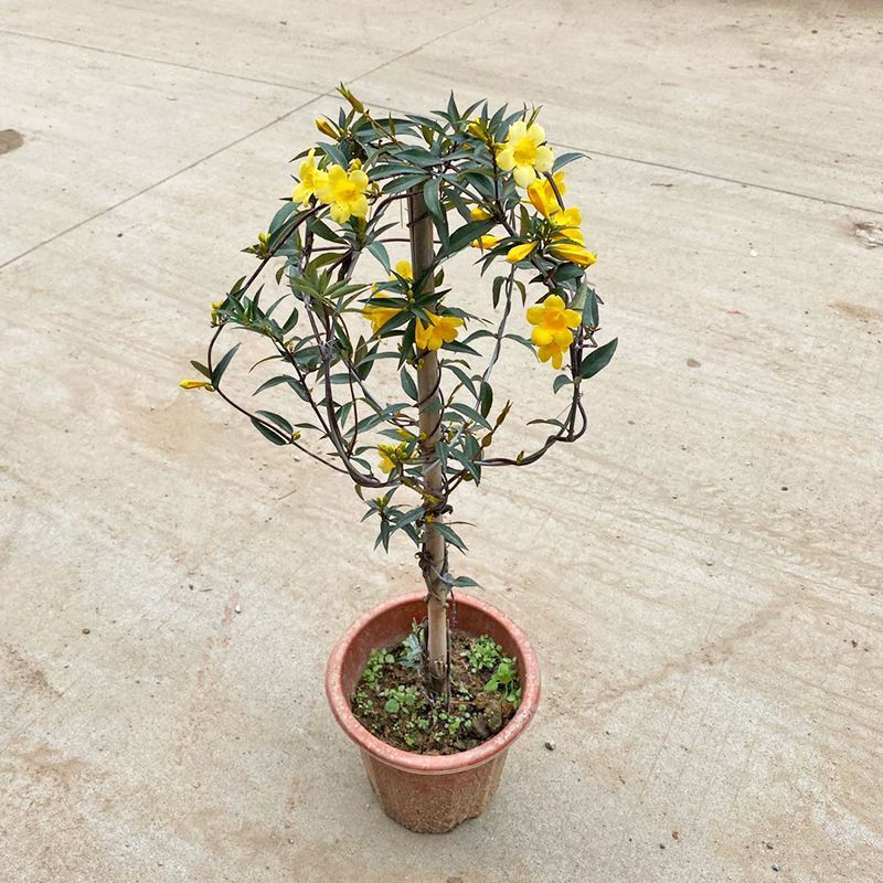 回固园艺用品回固香水花茉莉万里飘香藤爬藤植物盆栽阳台庭院攀援花卉浓香法国香水特大苗 效果好 含盆 价格图片品牌报价 苏宁易购益润园艺用品专营店
