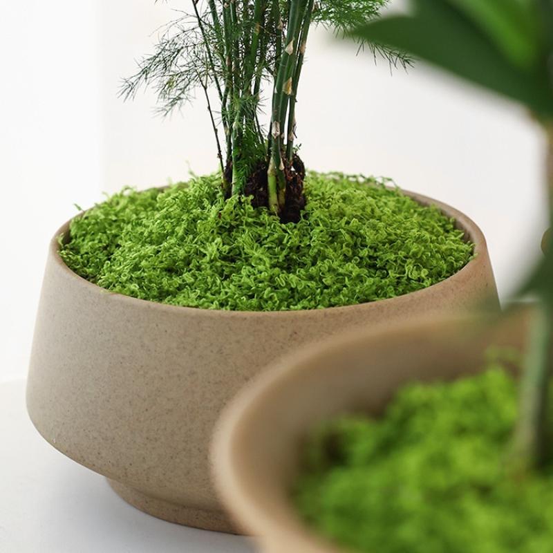 仿真苔藓草皮仿生人造假青苔微景观布置摆件草坪盆景盆栽铺面-丝状苔藓浅绿色50g高清大图