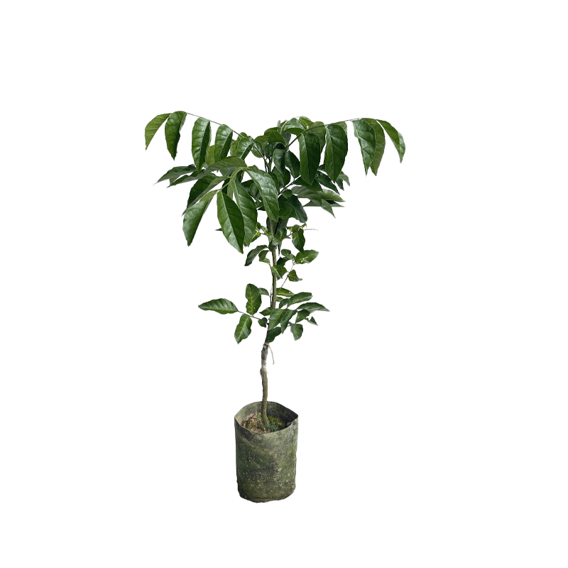 路轶森 黄皮树 120-150cm 根高清大图