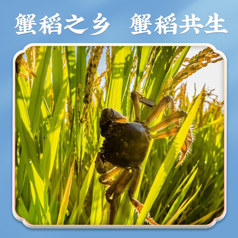 隆平农场 雪玉长粒香5kg 东北生态大米 煮饭 寿司米 10斤 5kg高清大图