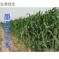 子暄 墨西哥玉米阔叶优12玉米种子产量高适口好耐旱耐贫瘠牧种子
