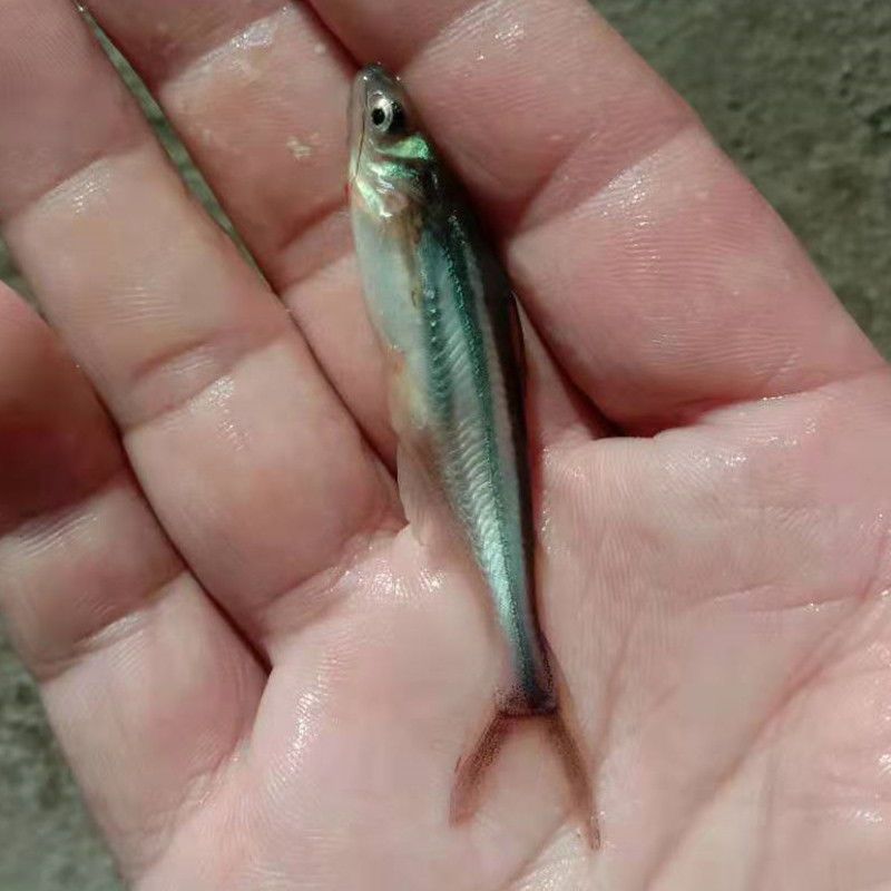 淡水蓝鲨鱼苗成吉思汗鲨虎头鲨大白鲨中大型凶猛热带鱼观赏鱼活体吃