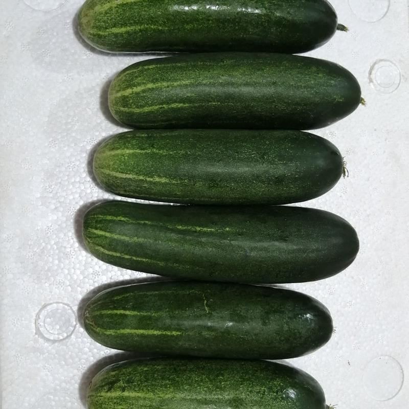 赛卡伊 海南新鲜土黄瓜新鲜大青黄瓜老式黄瓜吊瓜青瓜无刺老黄瓜旱