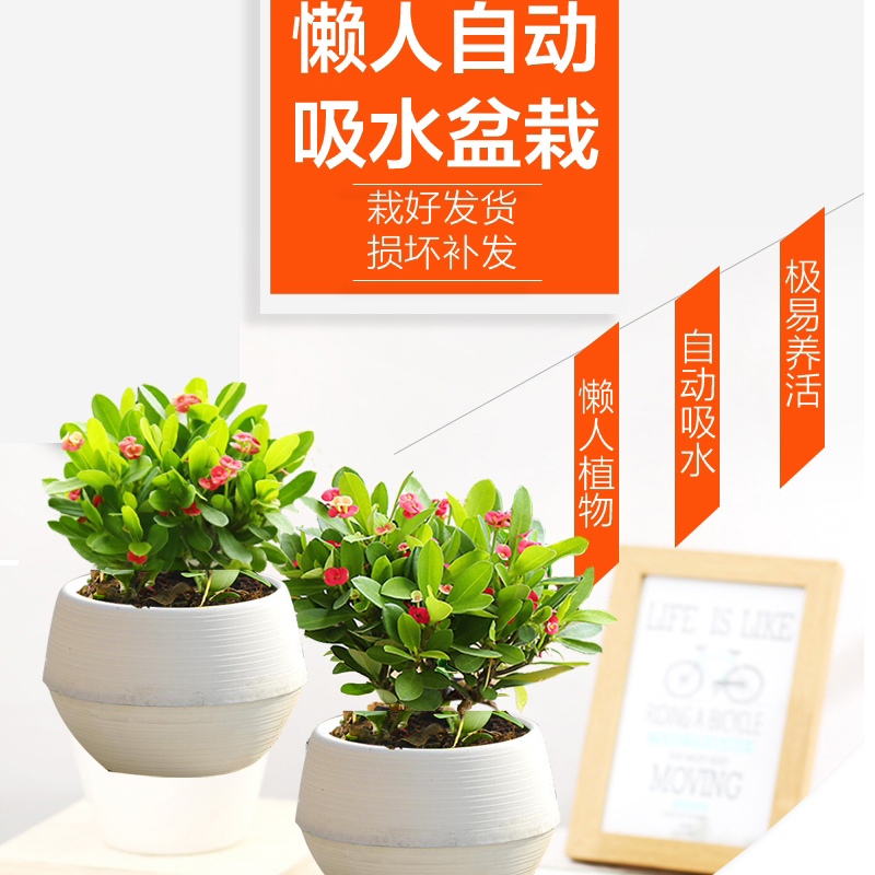 虎刺梅盆栽 铁海棠四季花卉室内阳台盆栽