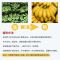[熊猫鸟]西贡香蕉 净重9斤 箱装 新鲜当季水果 香甜软糯 孕妇宝宝辅食