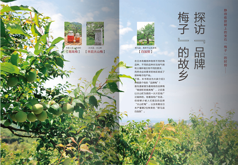 [正版]梅酒的基础知识 梅子品种 梅酒的历史小知识 下酒菜搭配 自制梅酒做法 美食饮品知识 酒类爱好者 饮食文化书籍高清大图