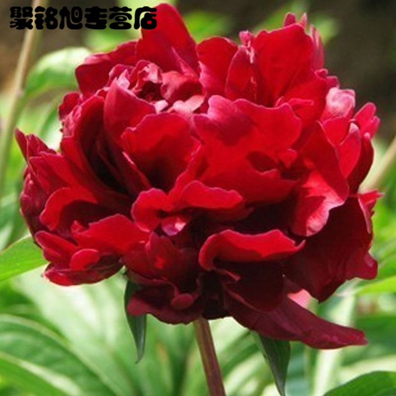 [不含盆]盆栽花卉植物 24种 芍药花苗 芍药种根 芍药花 盆栽 成活芍药苗绿植花卉生活园艺用品绿植盆栽