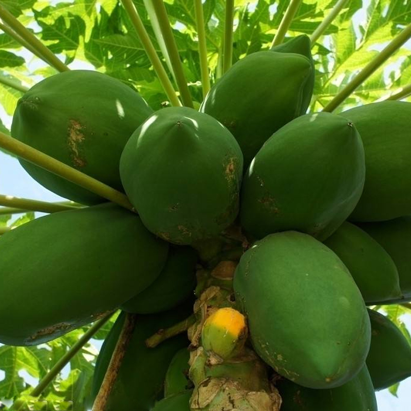 广西红心木瓜新鲜水果木瓜9斤木瓜精装泡沫箱