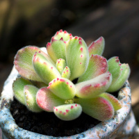 胭脂熊美国拉丝白熊红爪熊童子萌肉肉植物盆栽绿植云南多肉