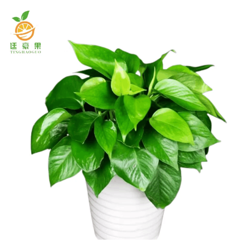 廷豪果 绿萝盆栽 陶瓷盆 /套图片