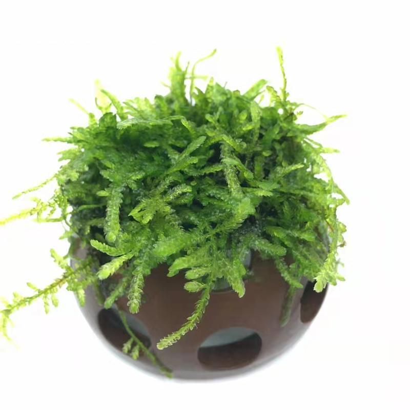 莫斯半圆 虾洞莫斯虾窝水族孵化罐小鱼躲避洞莫斯沉木养殖茂盛莫斯造景摆件