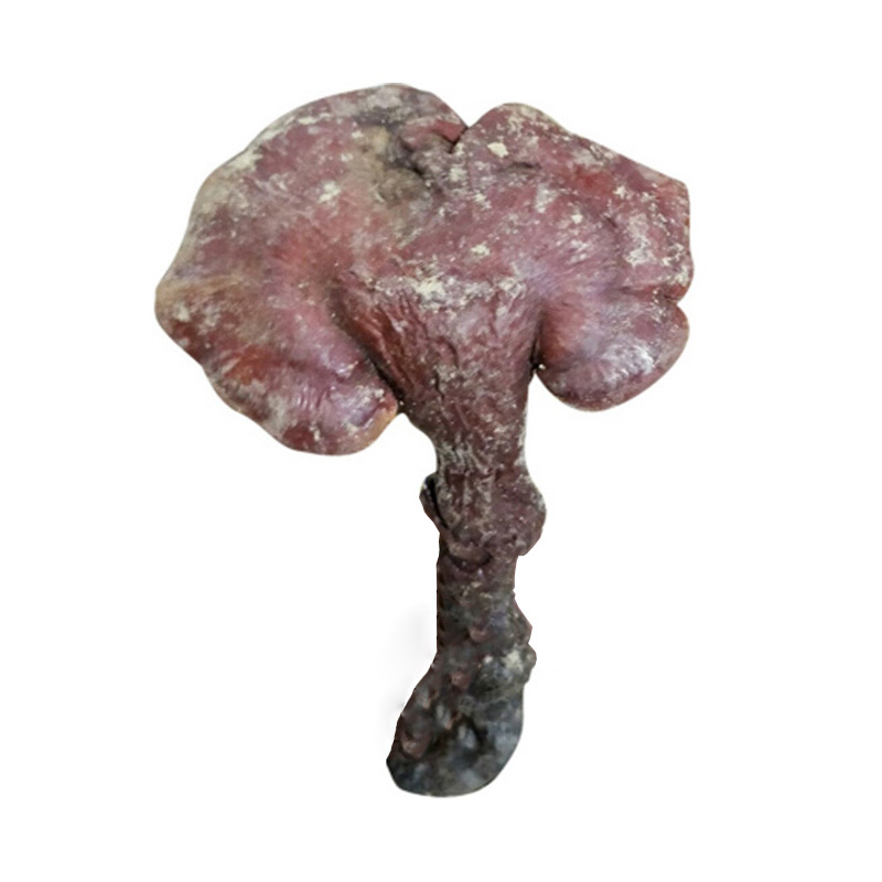 野外灵芝干货250克 整朵大个 大别山天然林芝 收山民灵芝