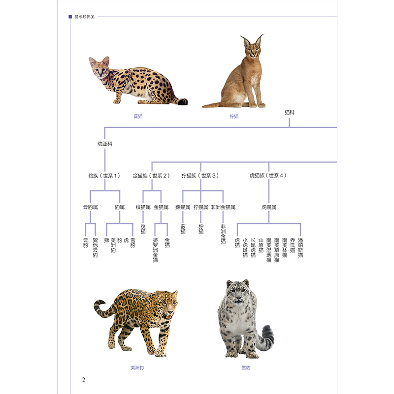 正版新书]猫咪轻图鉴---轻图鉴系列刘锐 主编9787571333522高清大图