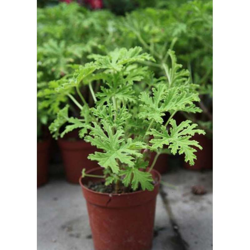 驱蚊盆栽室内弹痕驱蚊防蚊香绿植花卉香叶天竺葵庭院苗驱蚊植物 驱蚊