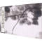 醉染图书荣宝斋画谱(古代部分) 80 朱耷河上花9787500324300