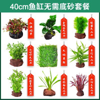 水草植物鱼缸造景莫斯阴性水榕沉木蜈蚣水培懒人增氧乌龟真草草 均码 40cm缸无需底砂套餐-入缸成景