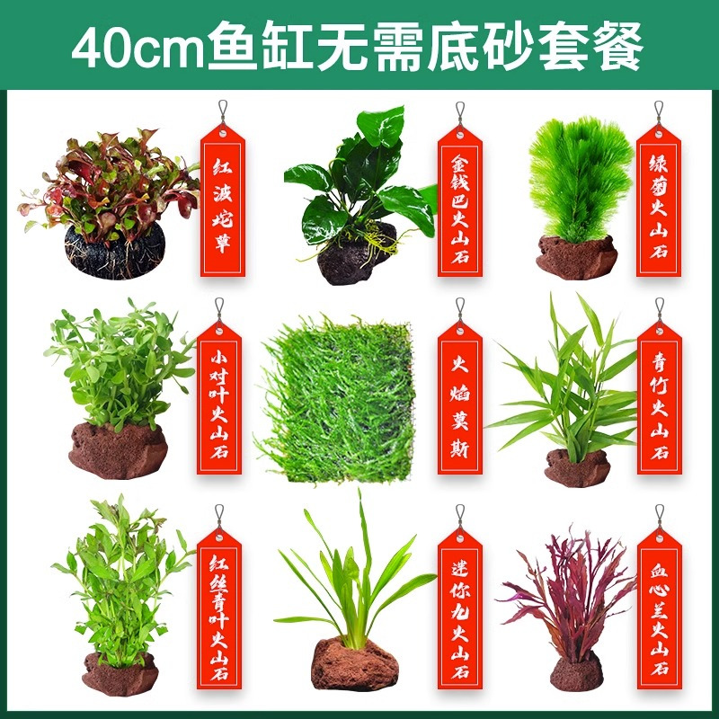 水草植物鱼缸造景莫斯阴性水榕沉木蜈蚣水培懒人增氧乌龟真草缸